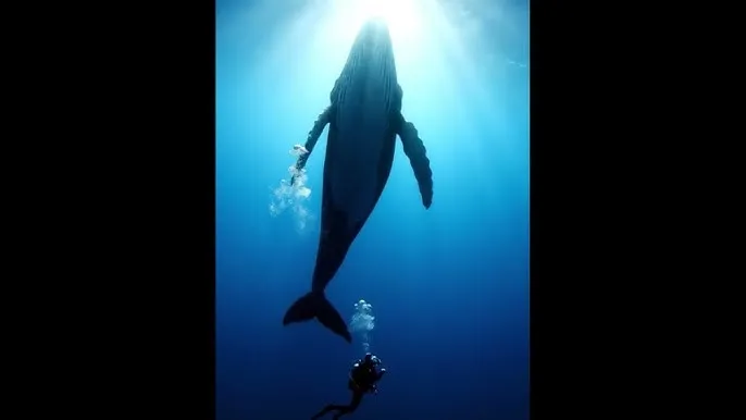 伊人成综合网伊人222 - 深蓝星球：探索海洋深处的未知世界